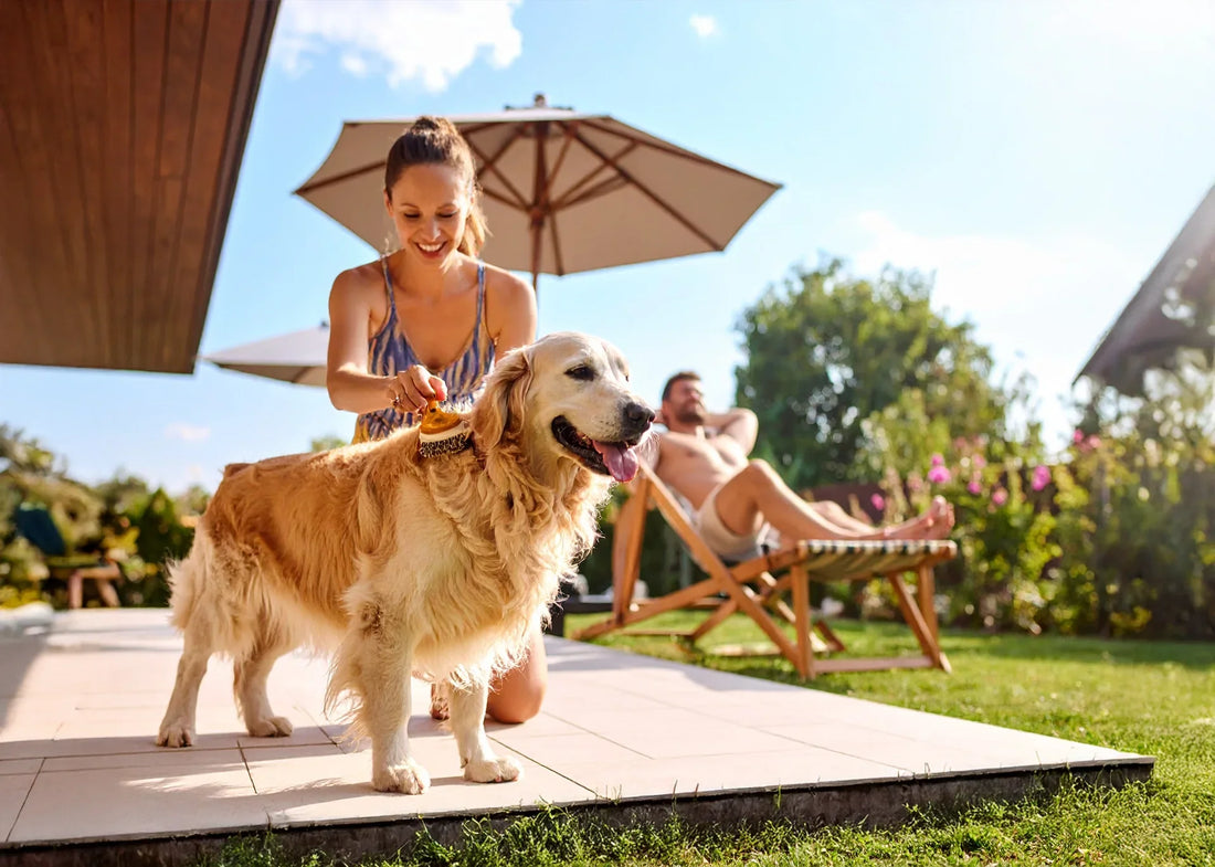 Hoe borstelt u uw hond het best? Tips voor elke vacht