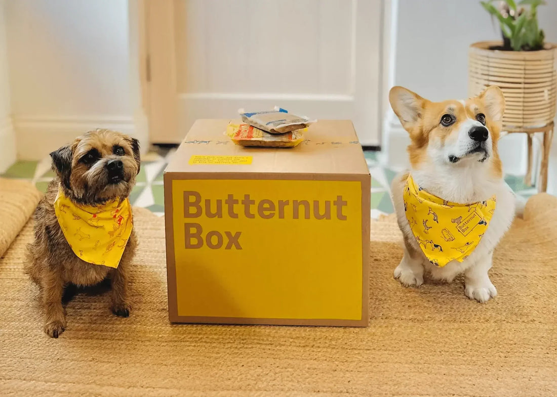 Hond eet gretig uit zijn kom terwijl Butternut Box verpakking zichtbaar is op de achtergrond