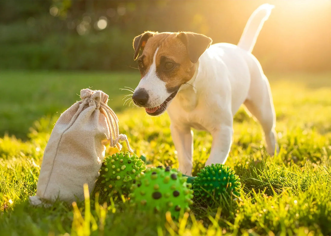 Milieuvriendelijk hondenspeelgoed en composteerbare poepzakjes in natuurlijk groen kader