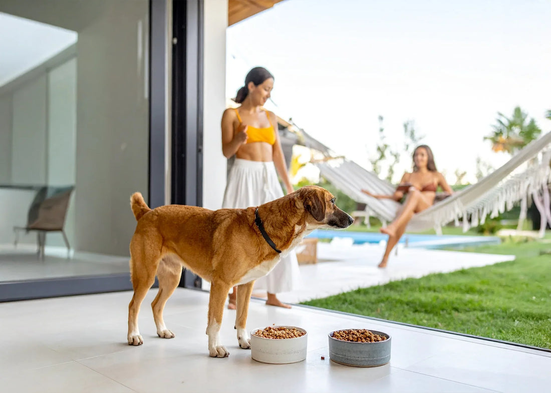 Een tevreden hond die geniet van vers bereide voeding uit een stijlvolle abonnementsbox, in een warme en huiselijke setting.