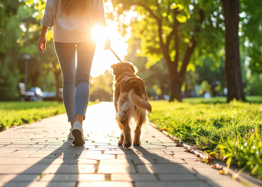 Hond loopt rustig naast eigenaar aan de leiband, geen trekken of springen, ontspannen wandeling