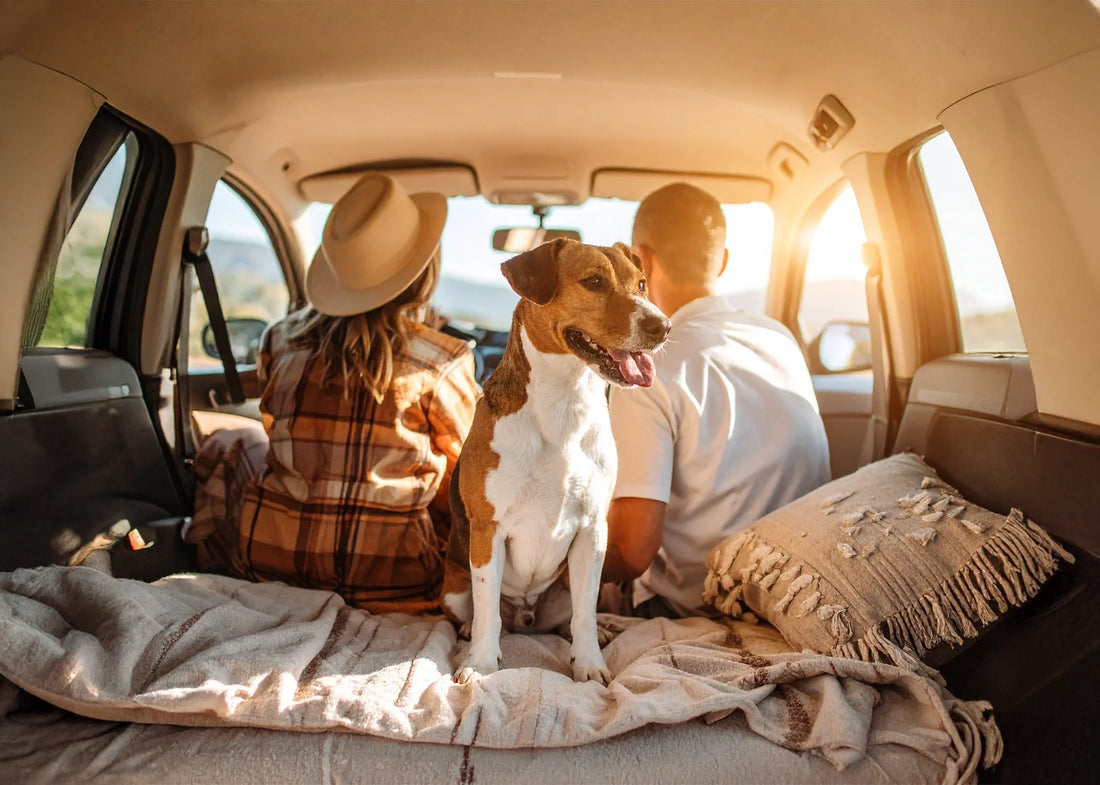 Hond zit op een comfortabel kussen middenachterin de auto, man en vrouw voorin, daglicht en ontspannen sfeer