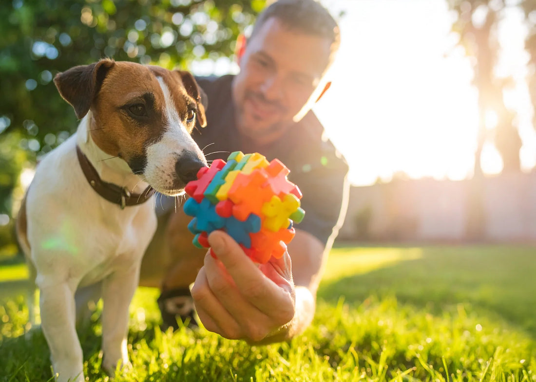 Hond met vrolijke blik die speelt met snuffelbal in zonnige tuin, symbool voor mentale verrijking