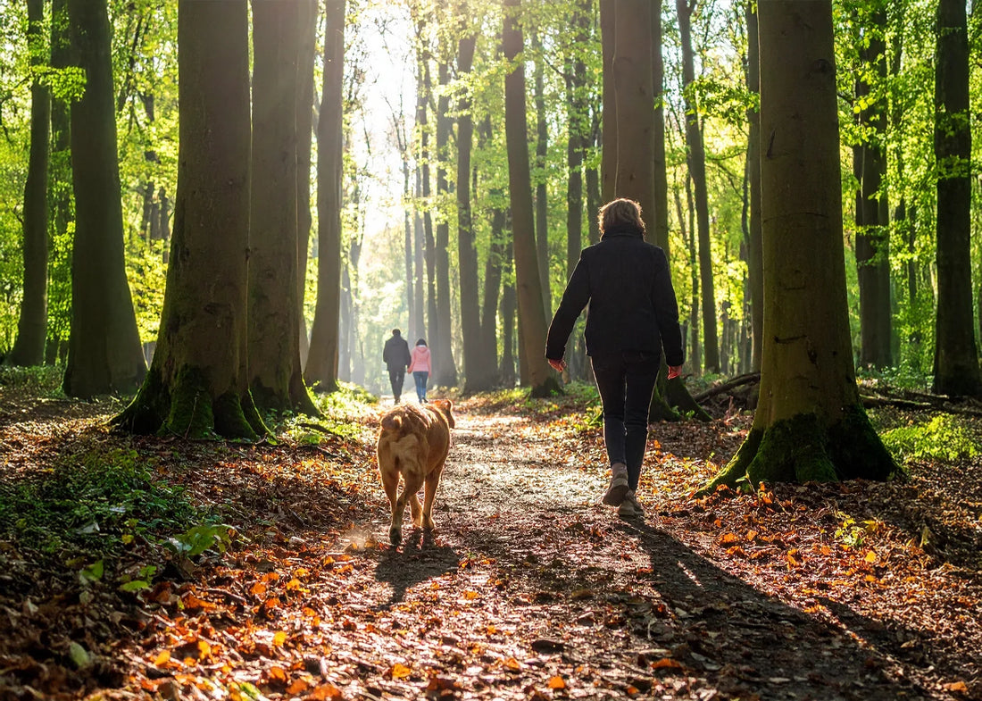Hond rent los door een open veld in een officieel losloopgebied bij zonsondergang