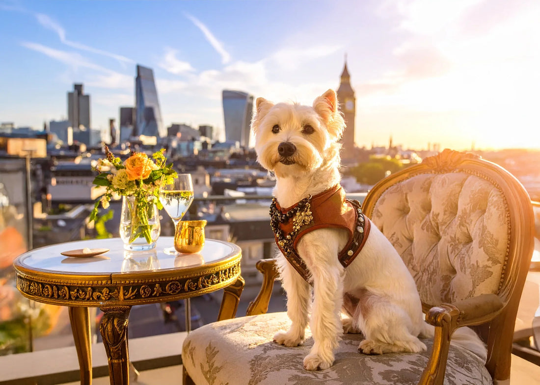 Een stijlvolle hond in een luxe stadsomgeving, met een verzorgde uitstraling en elegante accessoires, passend bij exclusieve wellnessdiensten.