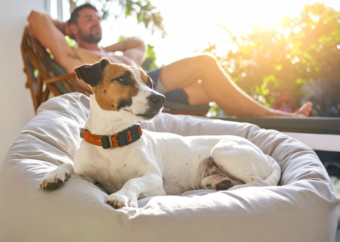 Close-up van een gelukkige hond met een comfortabele hartslagvariabiliteitsmonitor aan de halsband, liggend in het gras tijdens een zonnige dag.