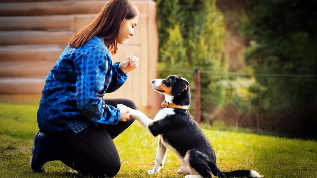 Puppytraining met positieve versterking: Dit zeggen de experts écht Hondenhoek Online Winkel Korting actie solden Anny Shah Rian De Boer
