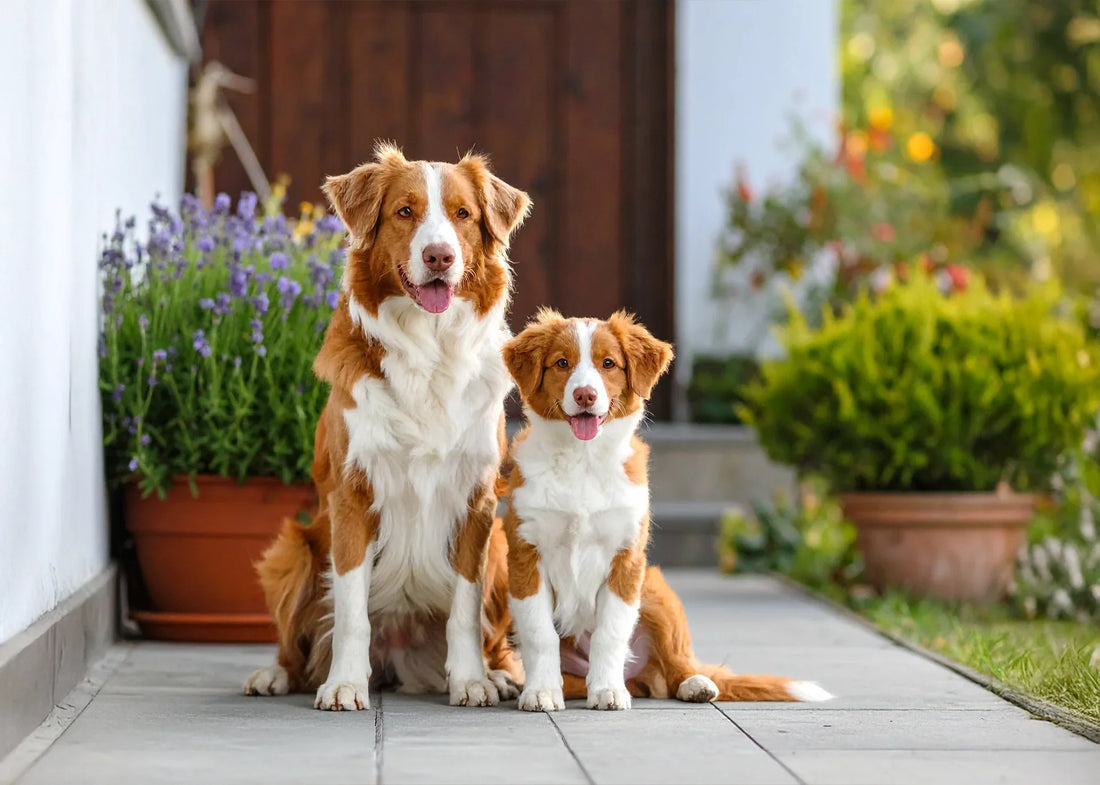 Jonge hond krijgt verzorging terwijl baasje voorzichtig de oren inspecteert