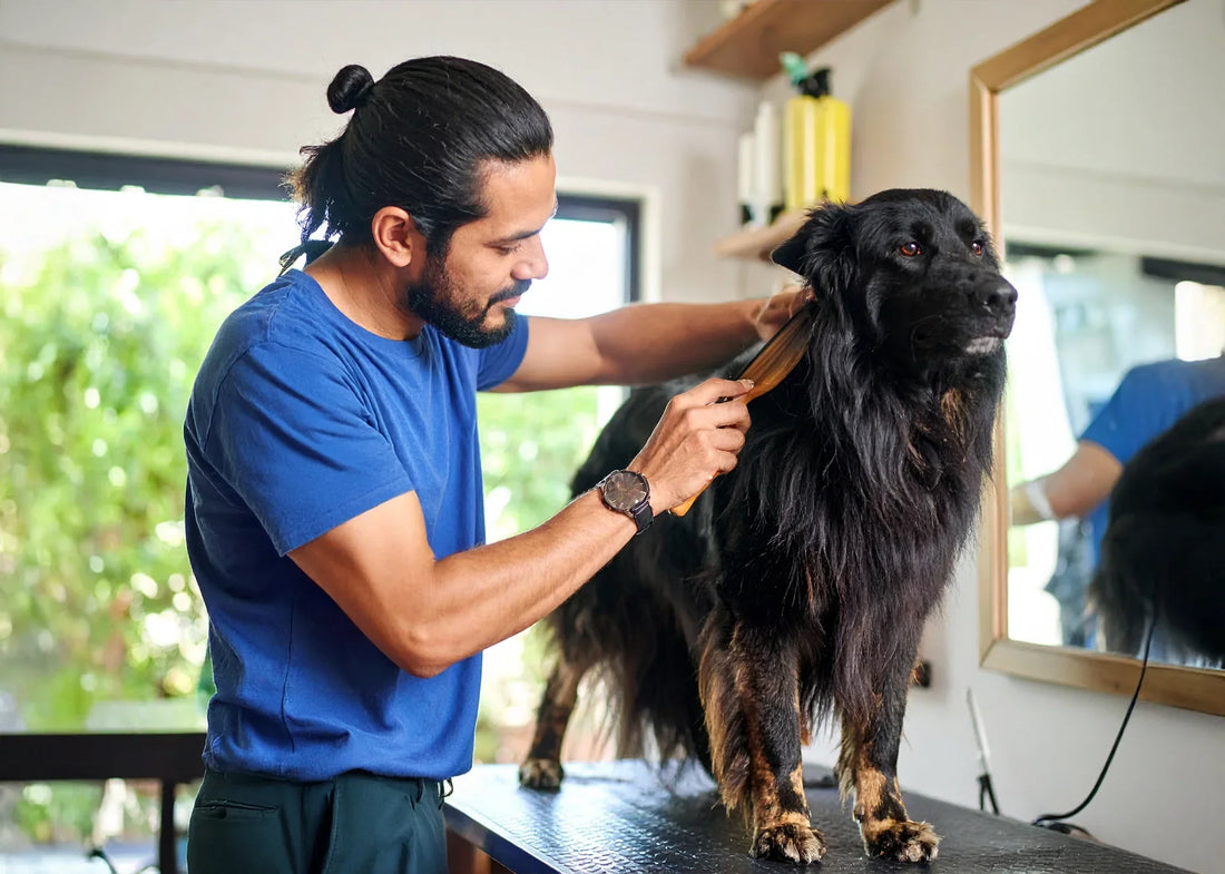Hond met lange glanzende vacht wordt zorgvuldig geborsteld door baasje