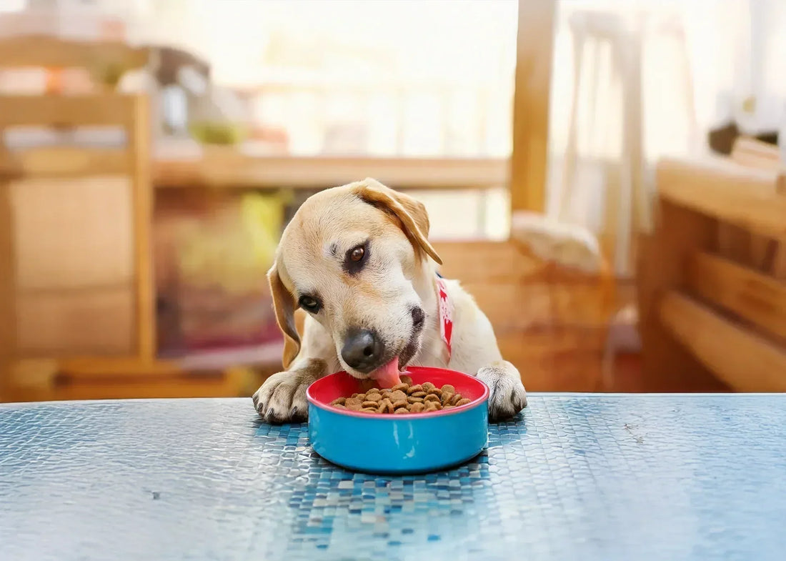 Altijd vers en voordelig: de voordelen van een hondenvoer abonnement