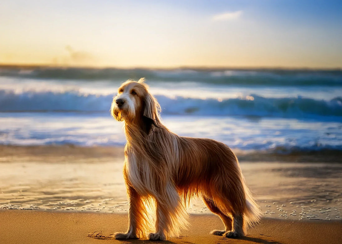 Langharige hond krijgt professionele borstelbeurt in trimsalon – Hondenhoek blog over vachtverzorging langharige honden met tips en trends van mei 2025