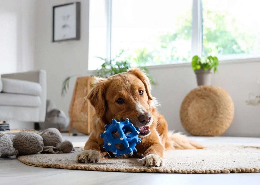 Hond speelt met puzzelspeeltje vol snacks – Hondenhoek blog over mentale stimulatie, speelgoed en stresspreventie voor honden in 2025