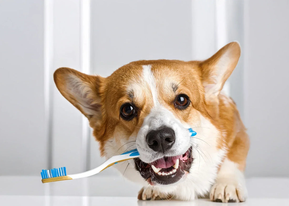 Dierenarts dr. Emilie Renaud toont hondengebit tijdens tandcontrole – Hondenhoek blog over gebitsverzorging en tandhygiëne bij honden in 2025