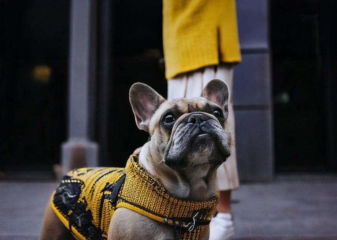 Hond met duurzame halsband tijdens boswandeling – Hondenhoek blog over hondentrends 2025, met populaire namen, bewuste voeding, adoptie en reizen met uw hond