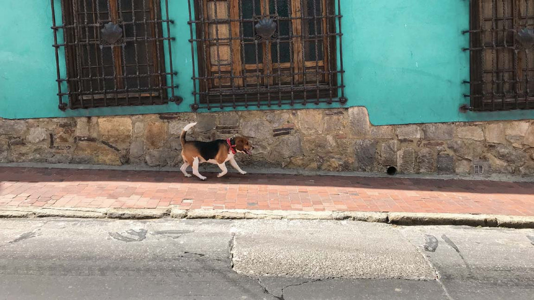 Op vakantie met de hond: in Europa! - Hondenhoek Hondenwinkel - Blog