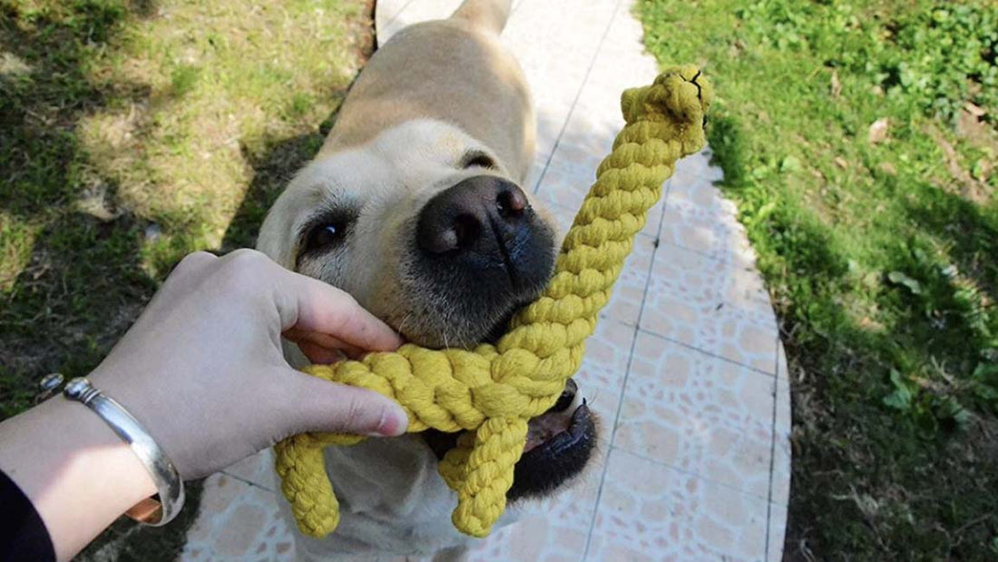 Knuffel hond spelen woef Honden Hoek Online kopen