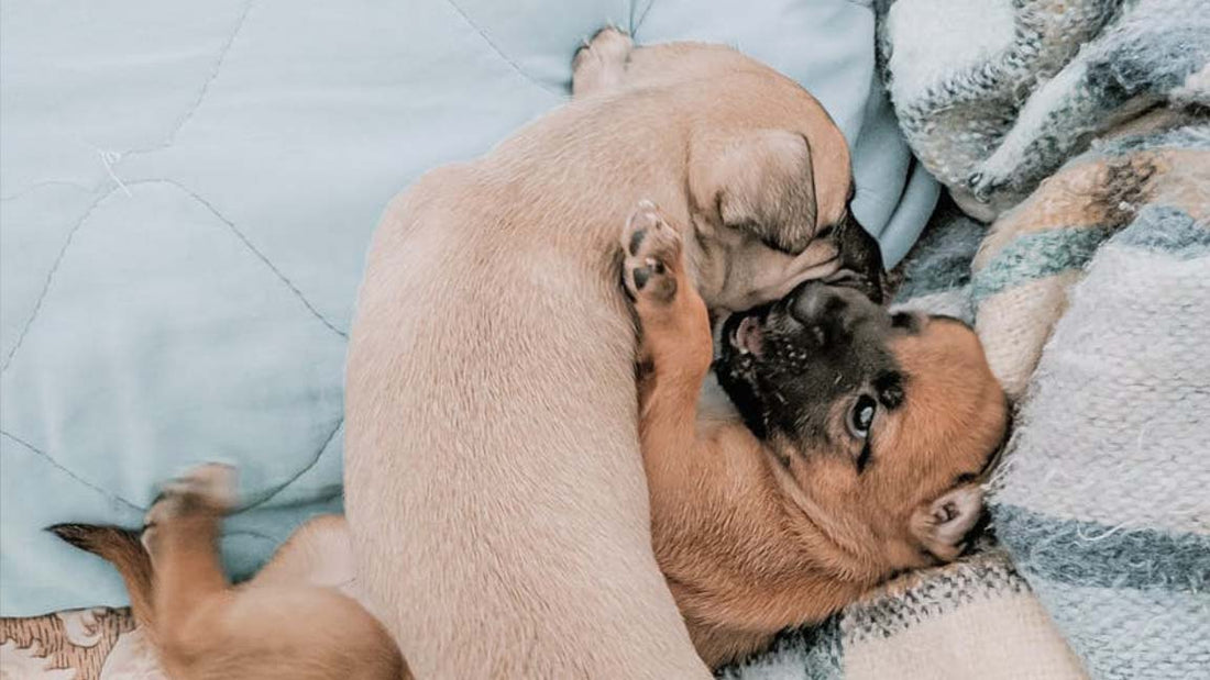 De 100 Beste Hondennamen voor Reutjes - Hondennamen op de Hondenhoek