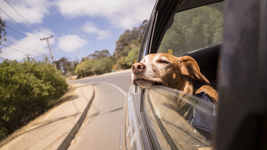 Met de hond op vakantie - Regels en wetten - Fijne vakantie met Hondenhoek Online Winkel Blog Kopen