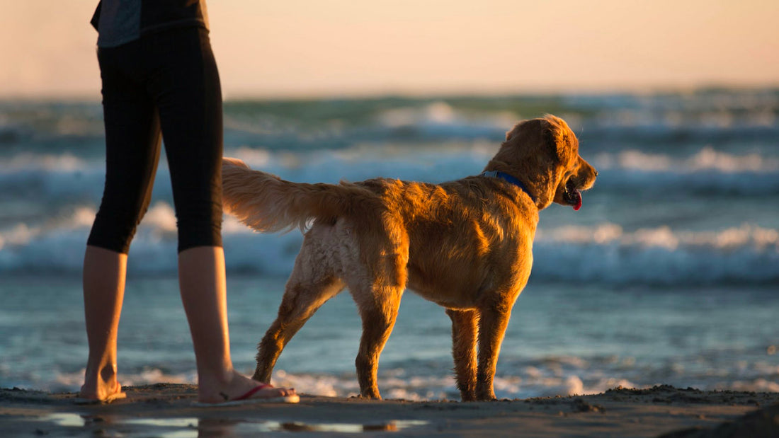 Hondenstrand Middelkerke België Strand Honden