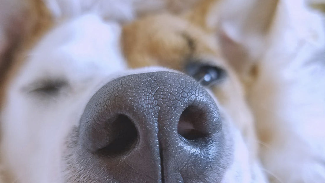 Natte neus honden blog klanten WOEF Boetiek winkel