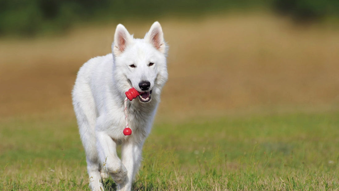 Mooie hond speelgoed speeltje thuis komen winkel woef