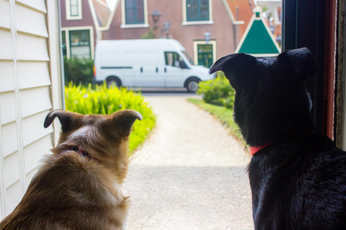 Hoe leer ik blaffen bij de deurbel af? Hondenhoek Online Blog 