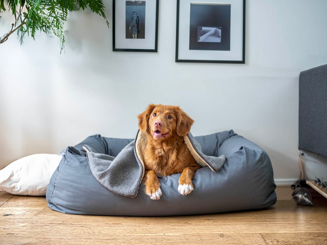 De juiste plaats voor een hondenbed kiezen - Hondenhoek online Blog