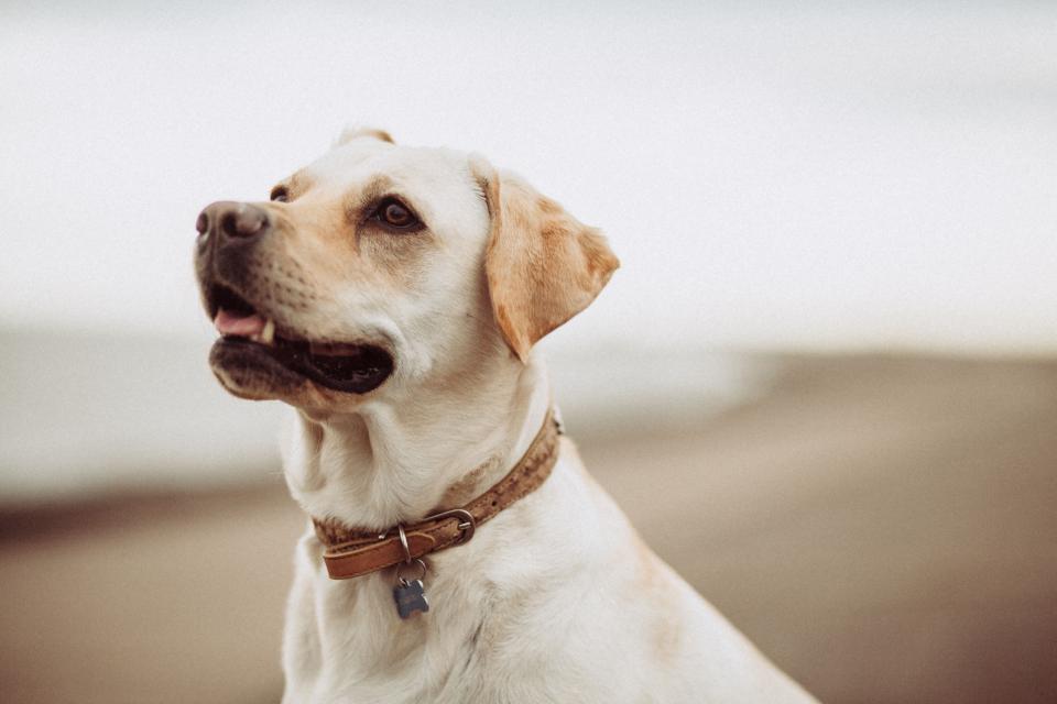 Honden en Stress: Hoe Herkent U het en Wat kunt U Doen?