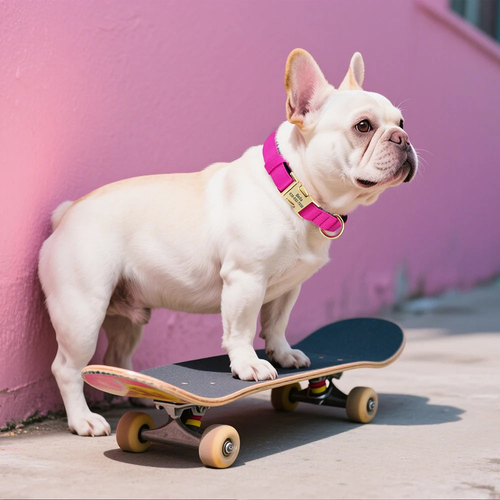 Verstelbare PETZZ™ hondenhalsband geschikt voor dagelijks gebruik