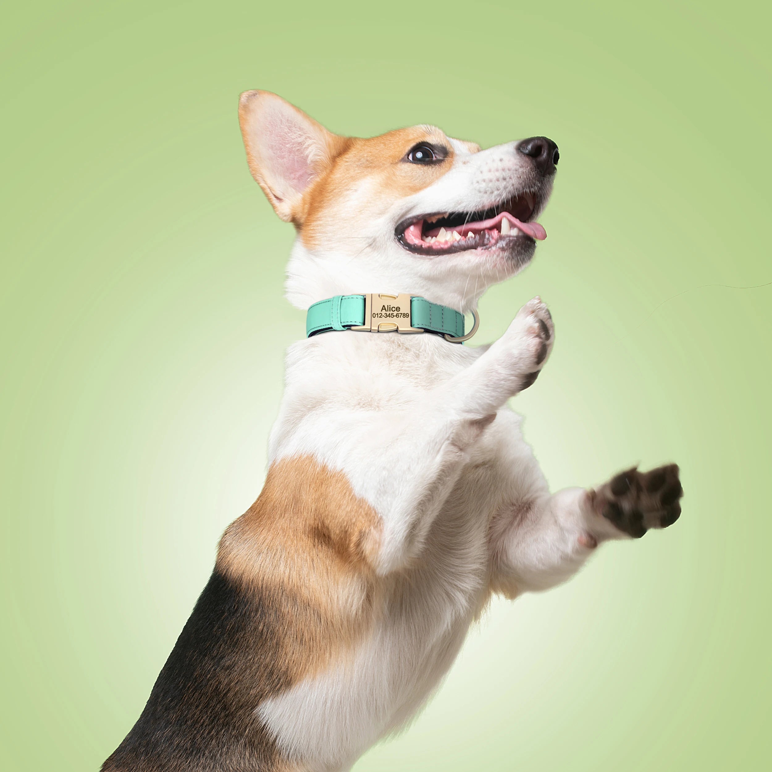 Kleurrijke hondenhalsband met gegraveerde naam voor extra veiligheid