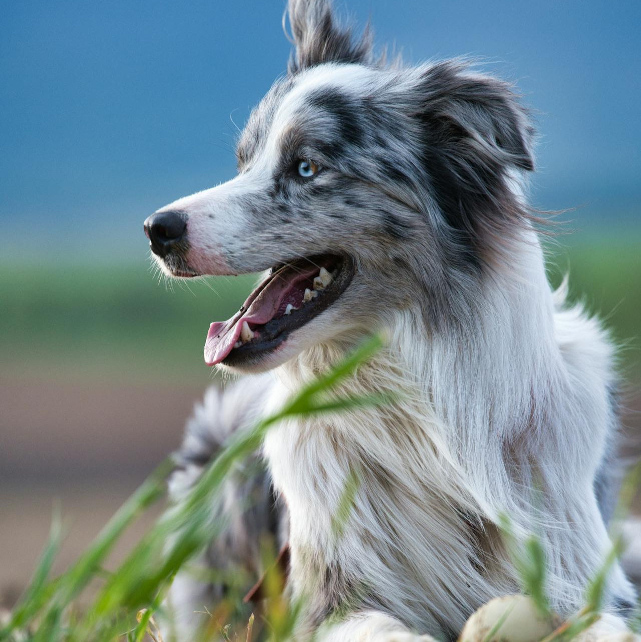 Hond speelt met zachte knuffel van Hondenhoek.com – comfortspeelgoed voor gevoelige viervoeters