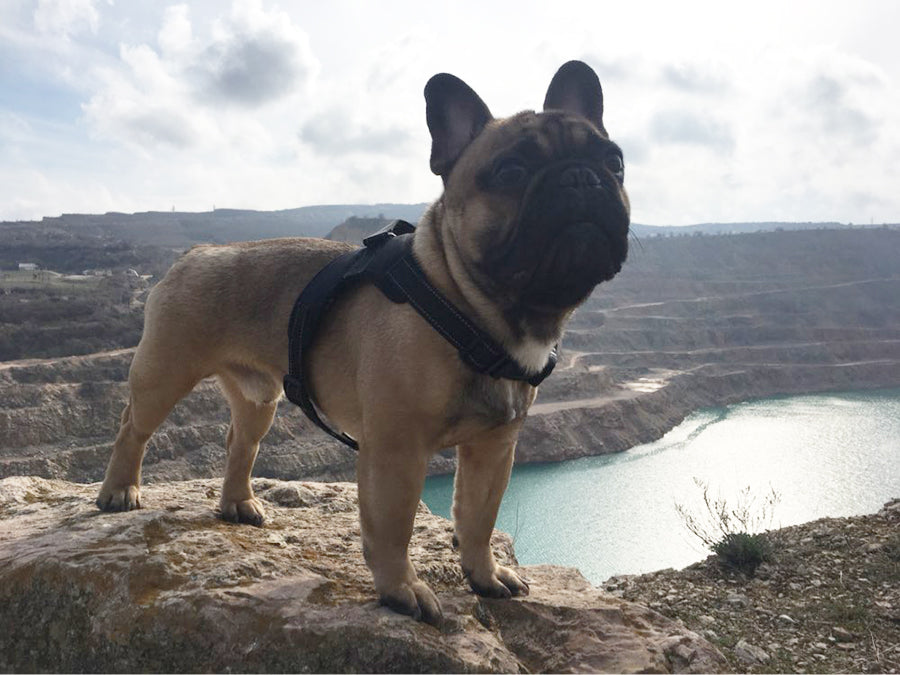 Reflecterende Harnas met Handgreep - Hondenkleding - WOEF Boetiek