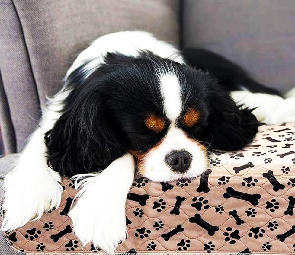 Petzz Potty Training Mat - Voorkom Plasjes in Huis - Absorberend