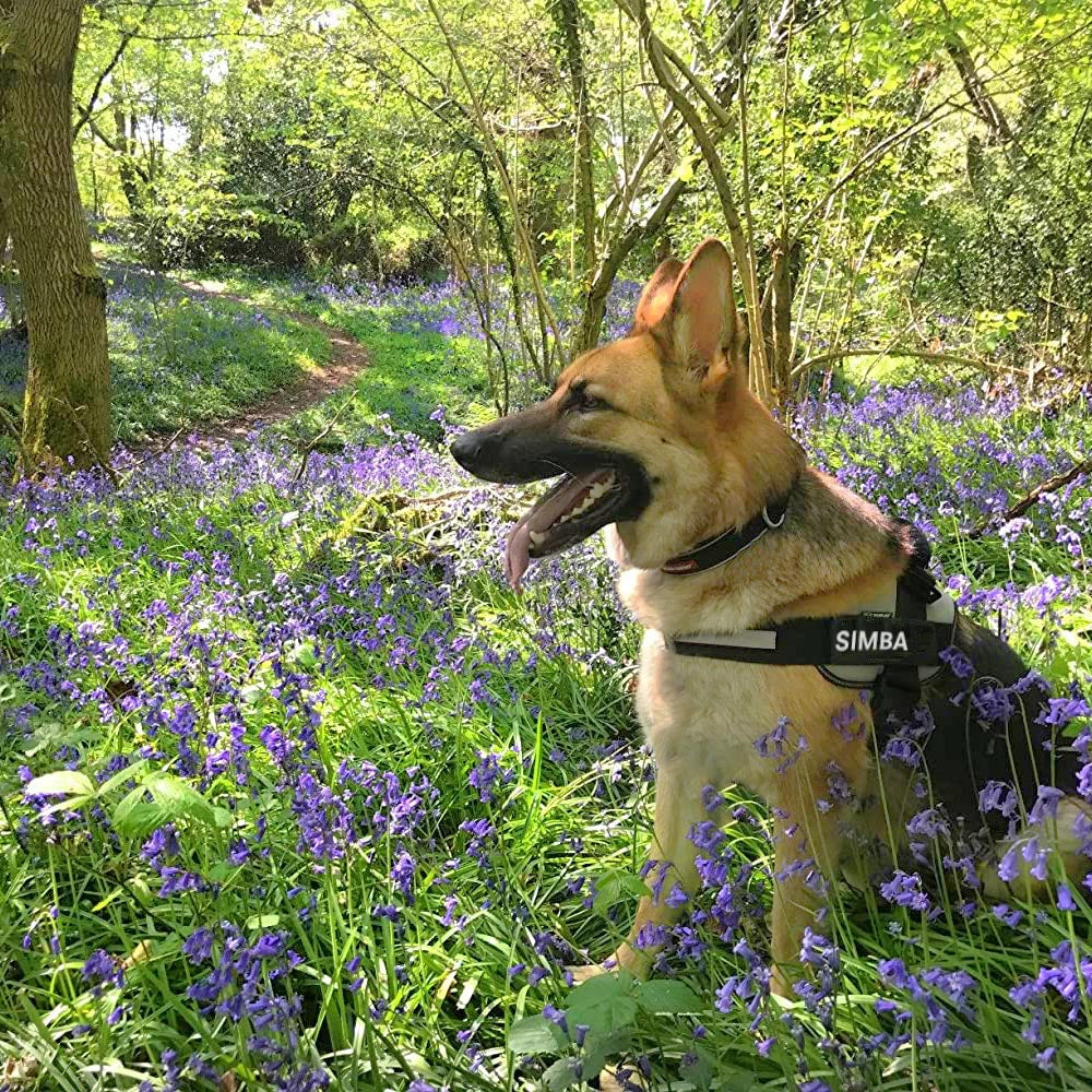 Gepersonaliseerde 1-Klik Harnas | Harnassen en Lijnen voor Honden