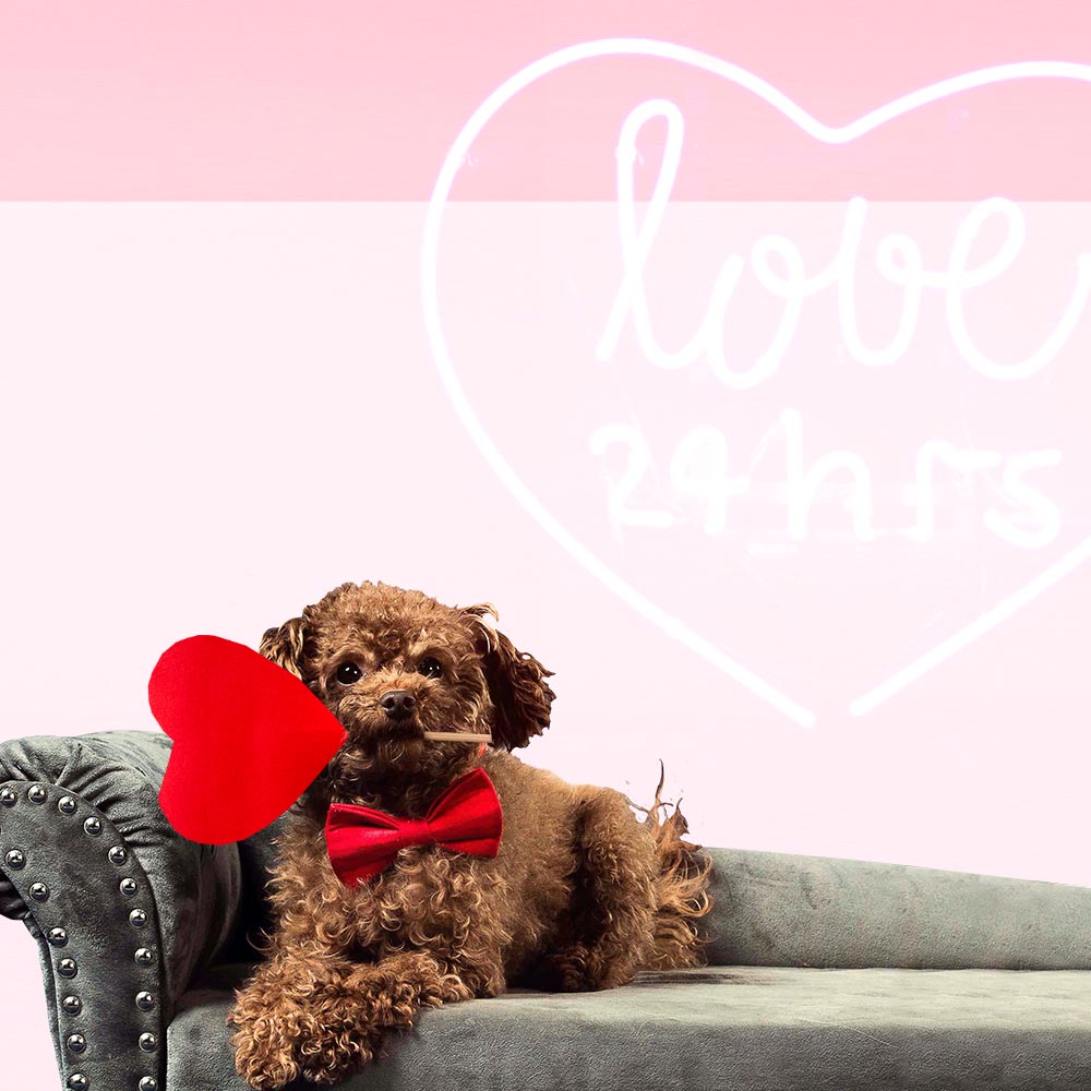 Hondenstrik - Mooie accessoires en kleding voor honden - Hondenhoek Valentijnsdag Valentijn