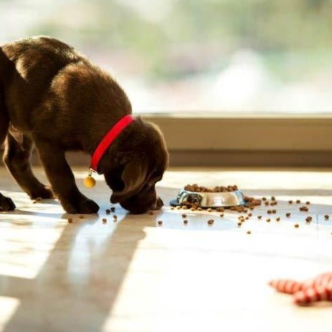 Super Premium Mini Lamb & Rice - Premium Hondenbrokken - WOEF Boetiek