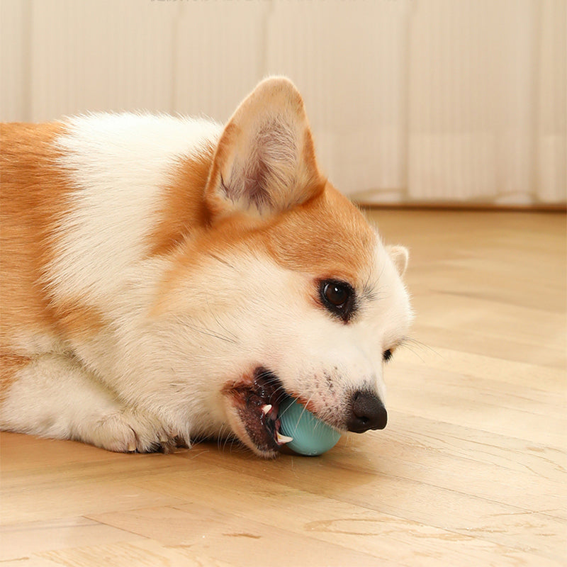 PETZZ Automatische Speelbal - Speelgoed voor Honden - Honenhoek.com