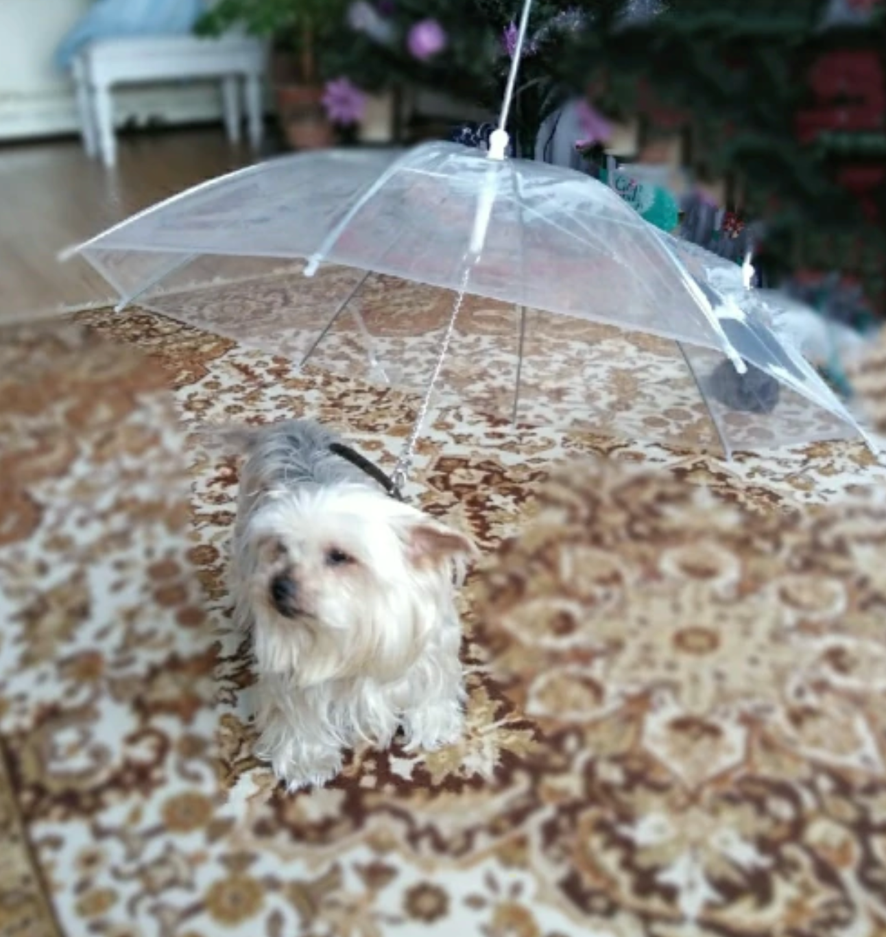 Transparante Honden Paraplu - Blijf Droog Met Uw Hond - WOEF Boetiek