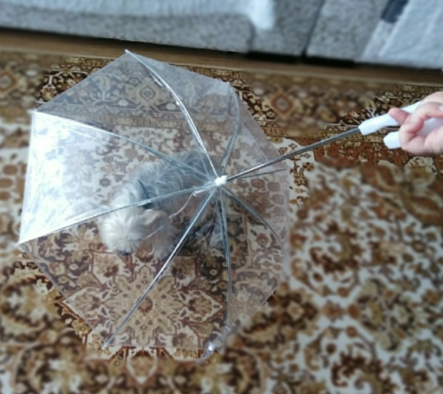 Transparante Honden Paraplu - Blijf Droog Met Uw Hond - WOEF Boetiek