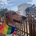Pride Bandana for Dogs