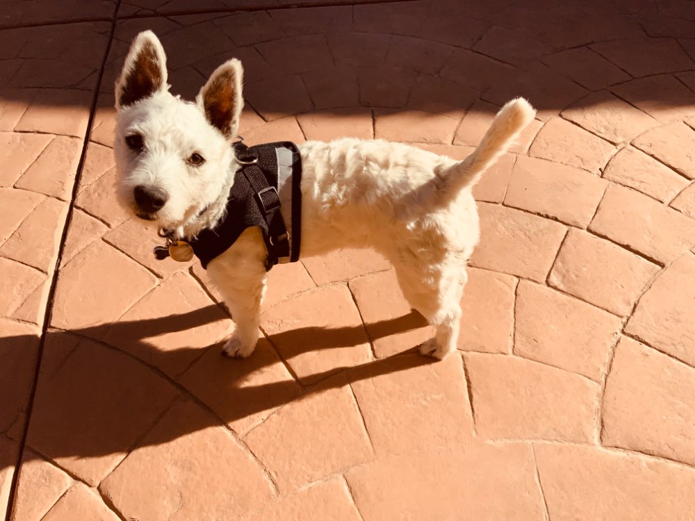 Verstelbaar Reflecterend Hondenharnas - Harnas de hond - WOEF Boetiek