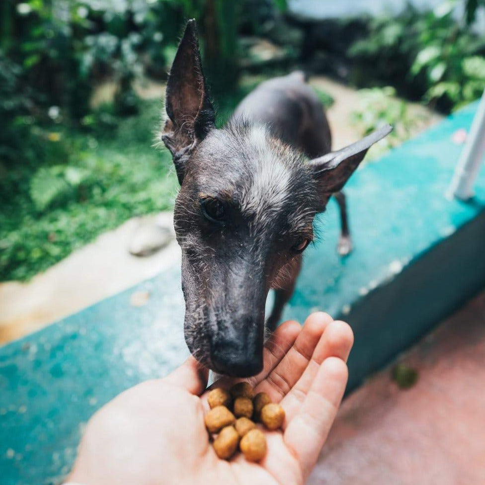 Super Premium Vegetarian - Dé Vegetarische Brok Honden - WOEF Boetiek