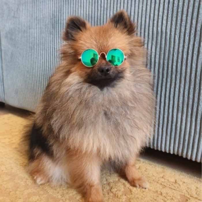 Huisdieren Zonnebril - Hippe Hond - Hondenhoek Online Winkel