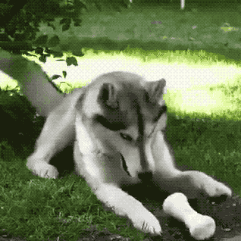 Woef Boetiek Wickedbone Hondenspeelgoed Speelgoed Hond Leuk Park bol.com