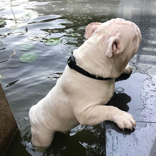 GPS Tracking Halsband - Makkelijk uw Hond Terugvinden - Hondenhoek