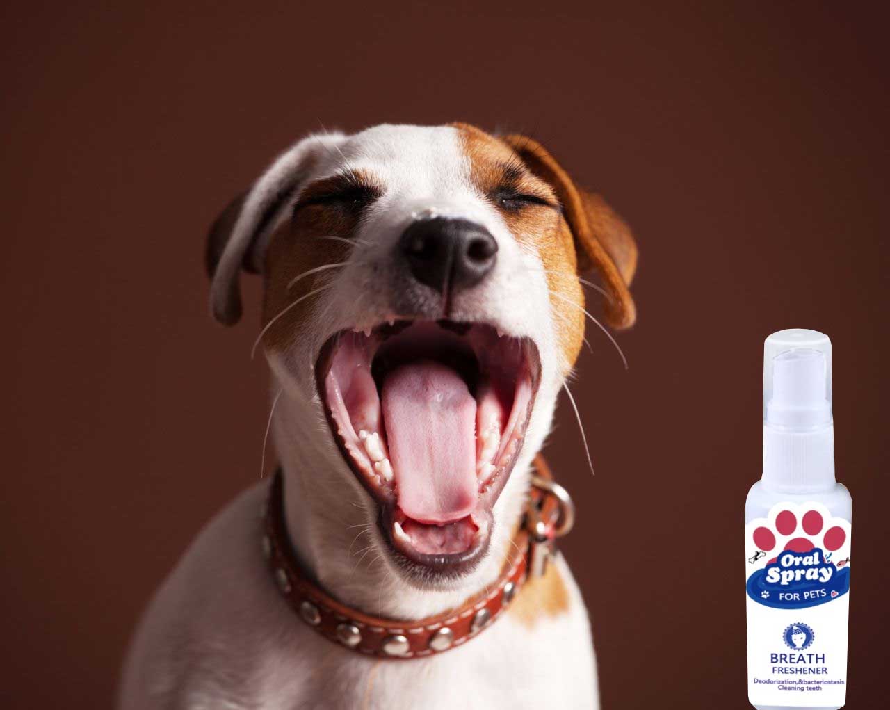 PETZZ Anti-Bacteriële Mondspray - Hygiëne & Verzorging - Hondenhoek