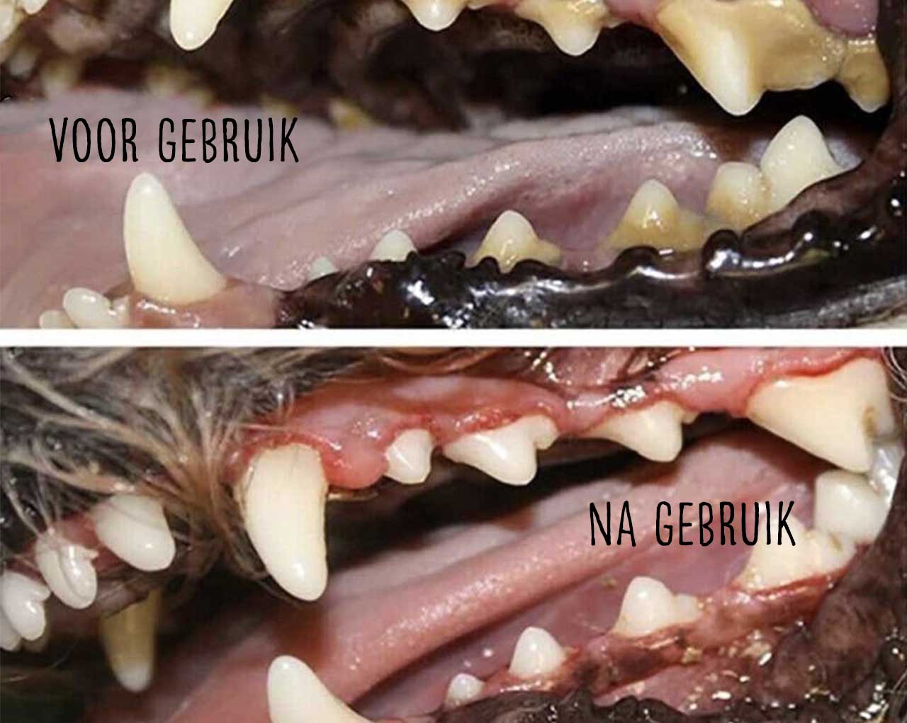 PETZZ Anti-Bacteriële Mondspray - Hygiëne & Verzorging - Hondenhoek