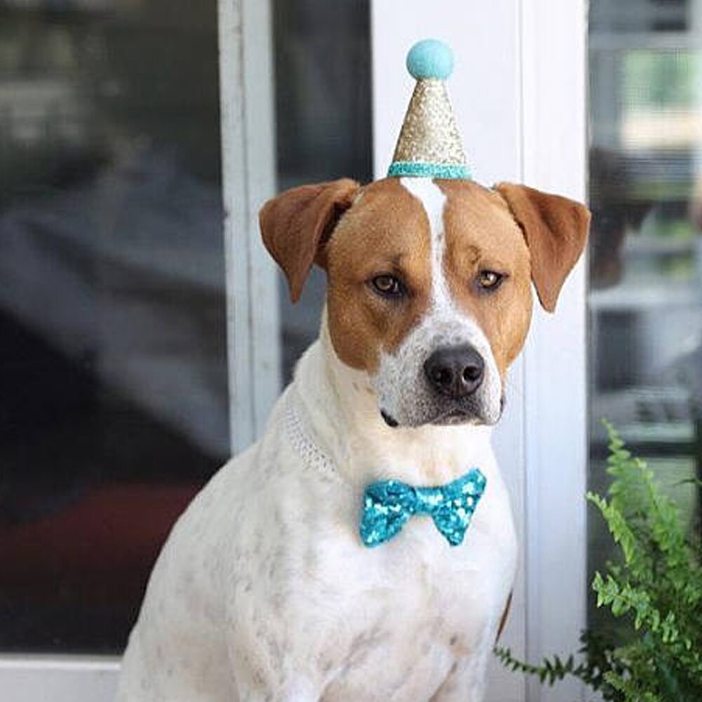 Feestelijke Accessoires voor Honden - Hoedje voor Hond - WOEF Boetiek