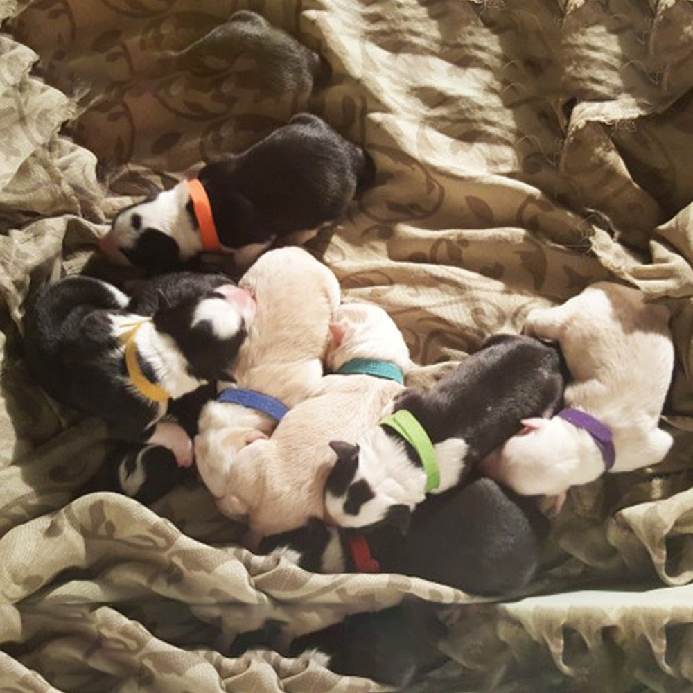 Puppy Identificatiestrip Halsbanden - Puppies en Honden Online kopen