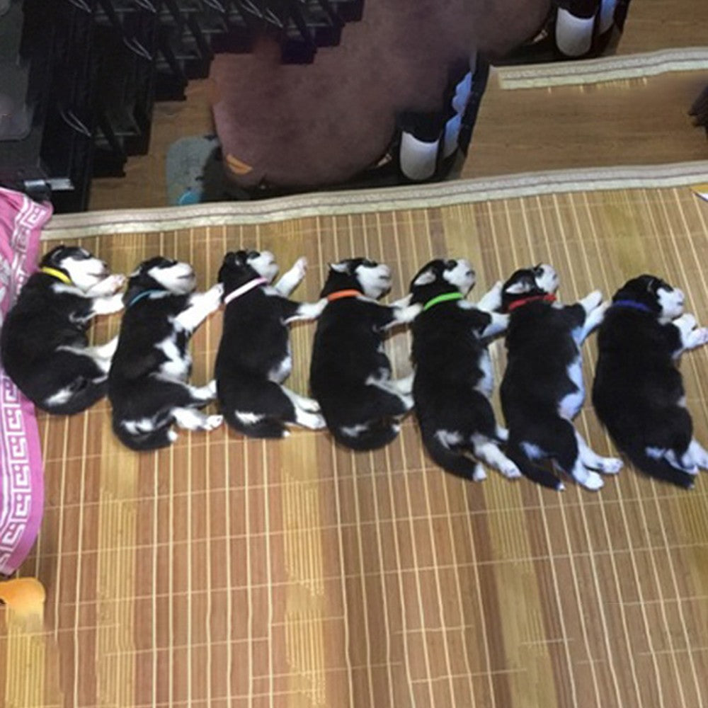 Puppy Identificatiestrip Halsbanden - Puppies en Honden Online kopen